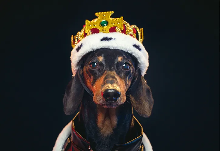 Ростовская такса, ставшая популярной во всем мире