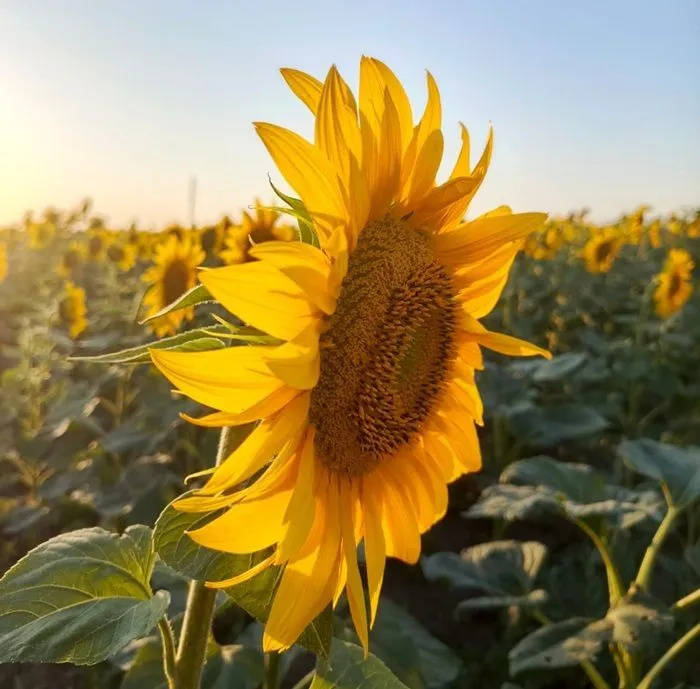 Более 3,76 млрд рублей страховых компенсаций получили аграрии южных регионов в 2025 году