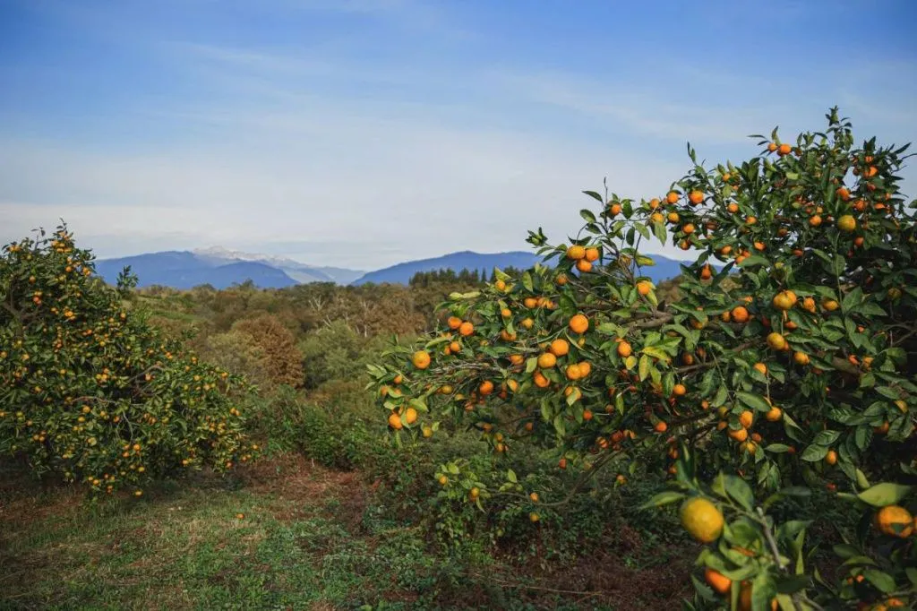 мандарины 3.jpg мандарины 3.jpg