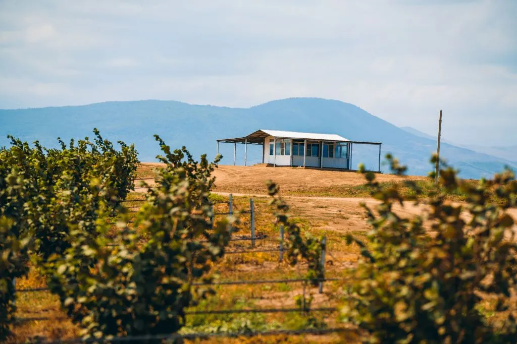 плантации ООО Полоса Дагестан.jpg плантации ООО Полоса Дагестан.jpg