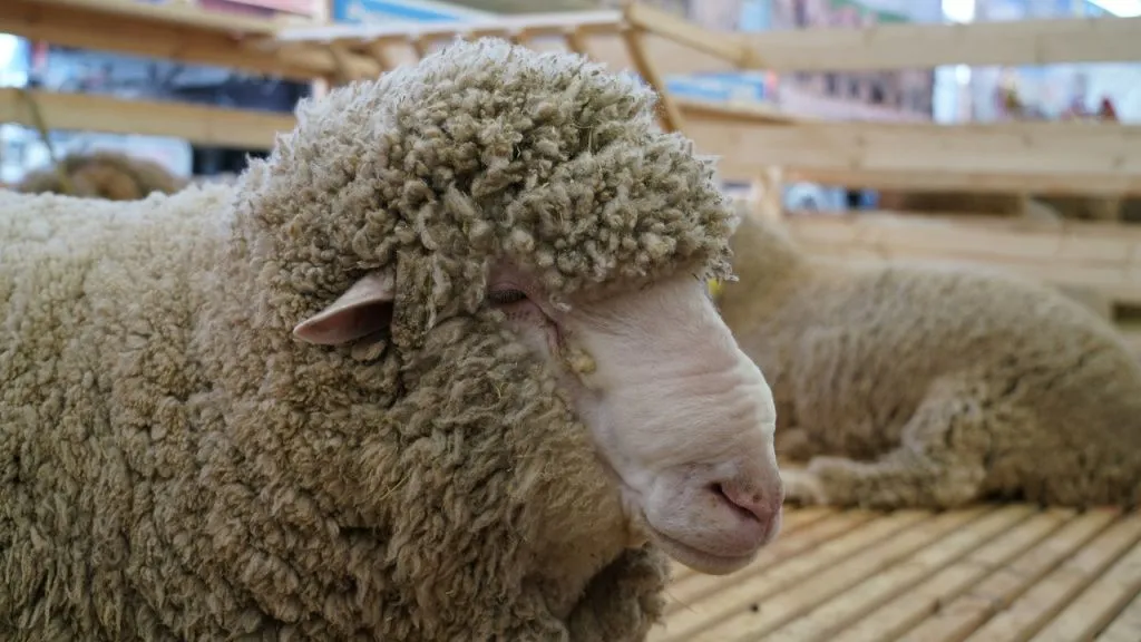 овца.jpg овца.jpg