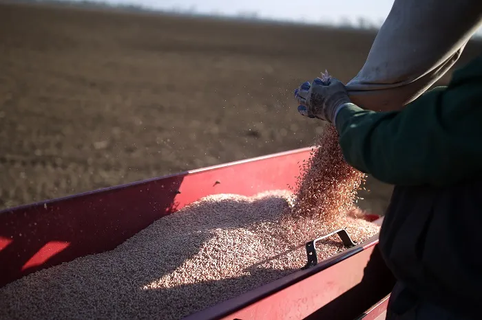 Курс на отечественные семена и свою селекцию Курс на отечественные семена и свою селекцию