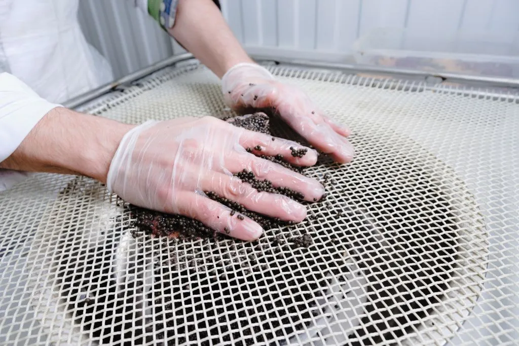 производство икры А-икра.jpg производство икры А-икра.jpg