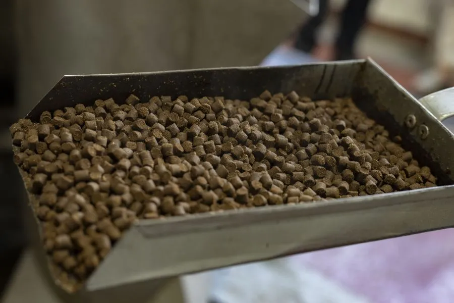 корма русмодус фид