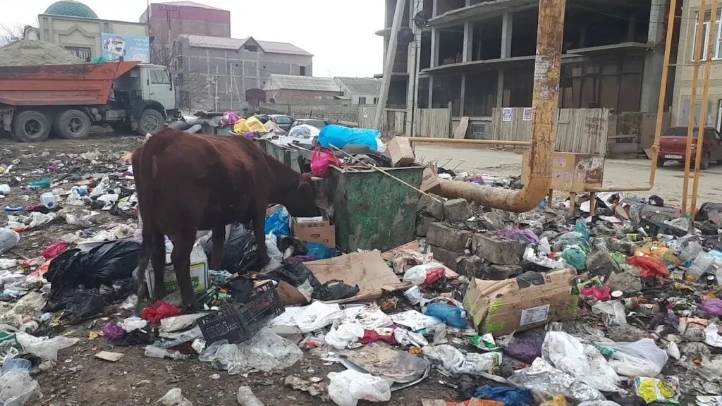 корова у мусорки.jpg