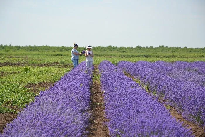 Лавандовые поля.jpg