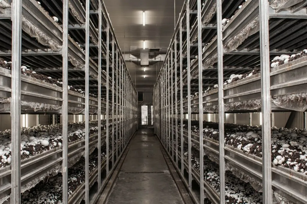 грибной комплекс компании Русский гриб в Краснодарском крае грибной комплекс компании Русский гриб в Краснодарском крае