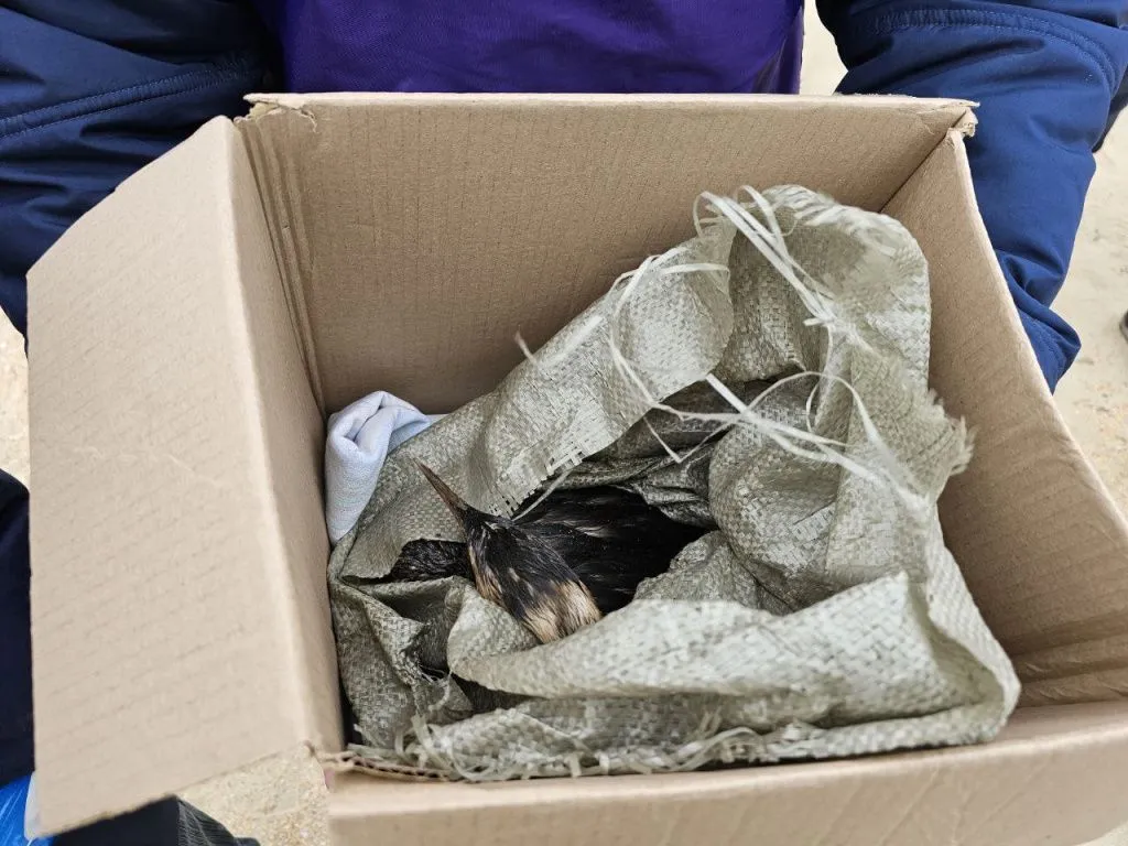 Оперштаб.jpg Оперштаб.jpg