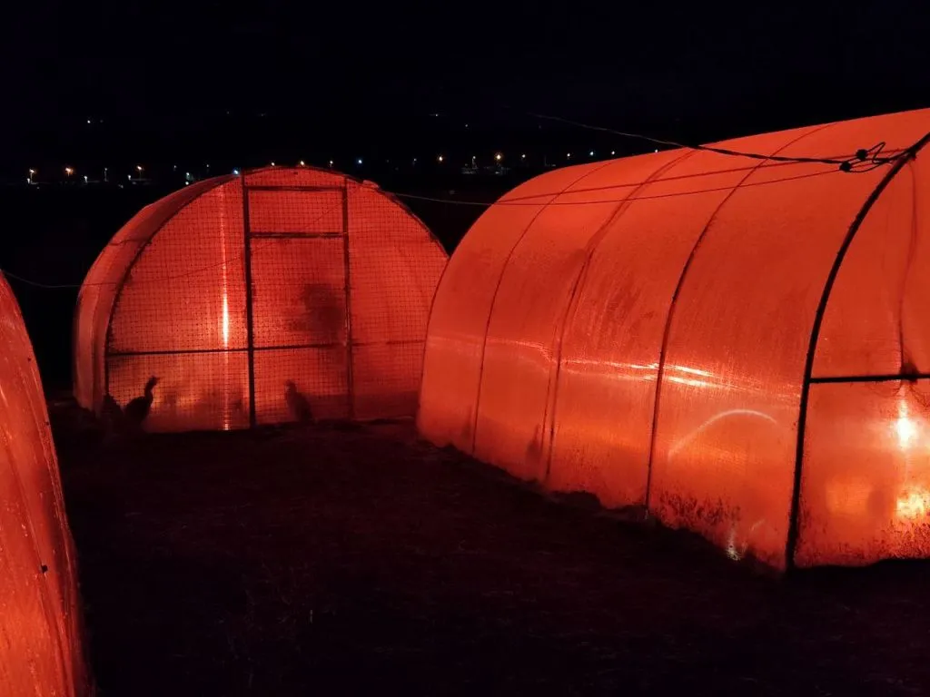 Пеликан1.jpg Пеликан1.jpg