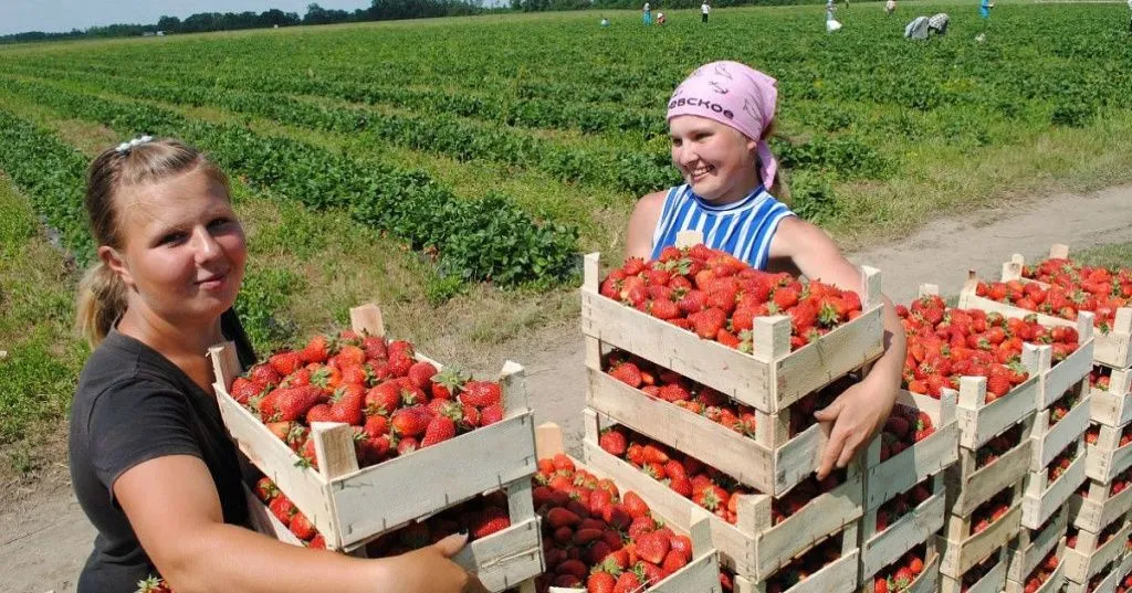 АПК в тело текста.jpeg АПК в тело текста.jpeg