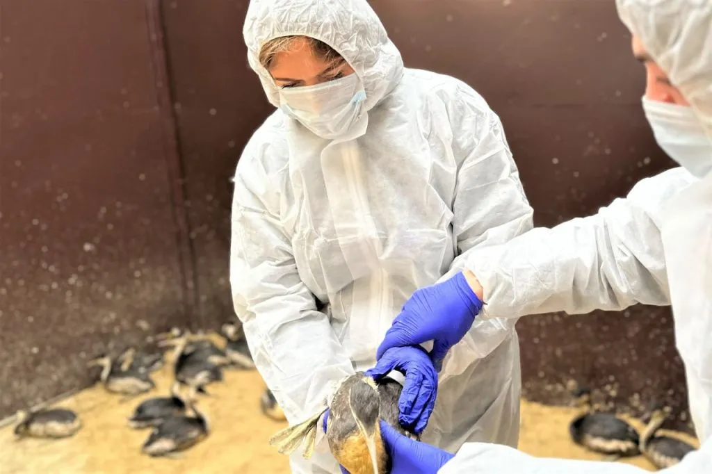 оперштаб утка.jpg оперштаб утка.jpg