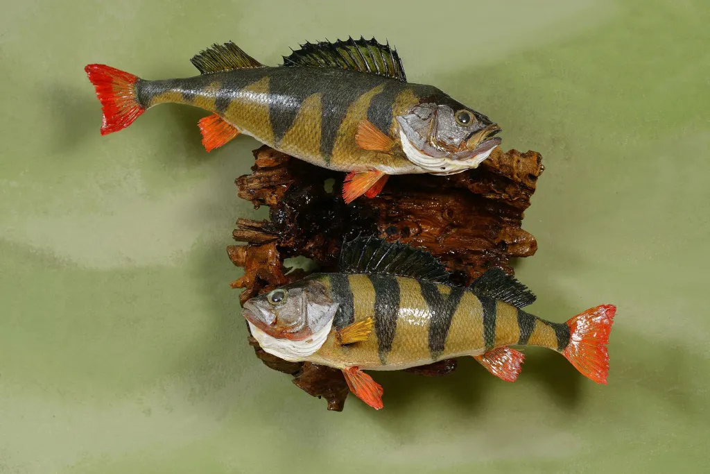 0001111 Донская рыба - Окунь (сайт).jpg 0001111 Донская рыба - Окунь (сайт).jpg