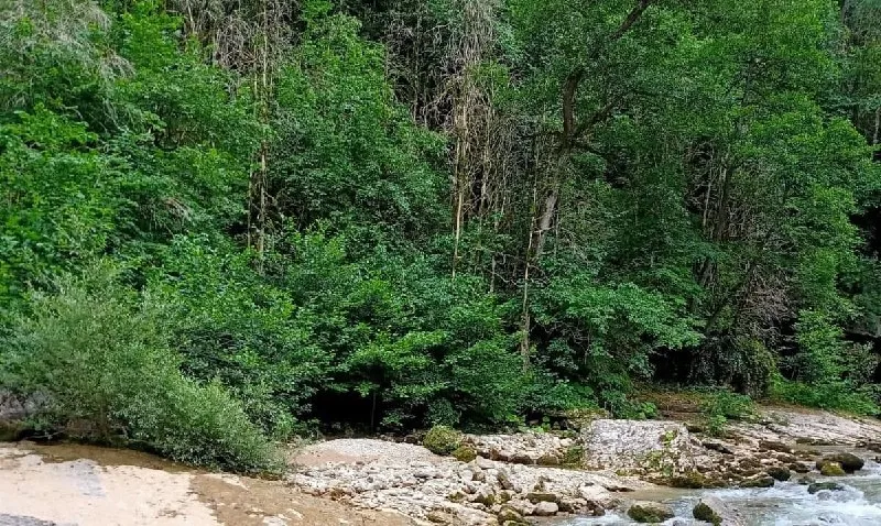 Самшитовые заросли.jpg