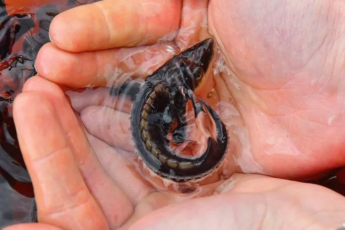 _ТАГМЕТ_2.jpg _ТАГМЕТ_2.jpg