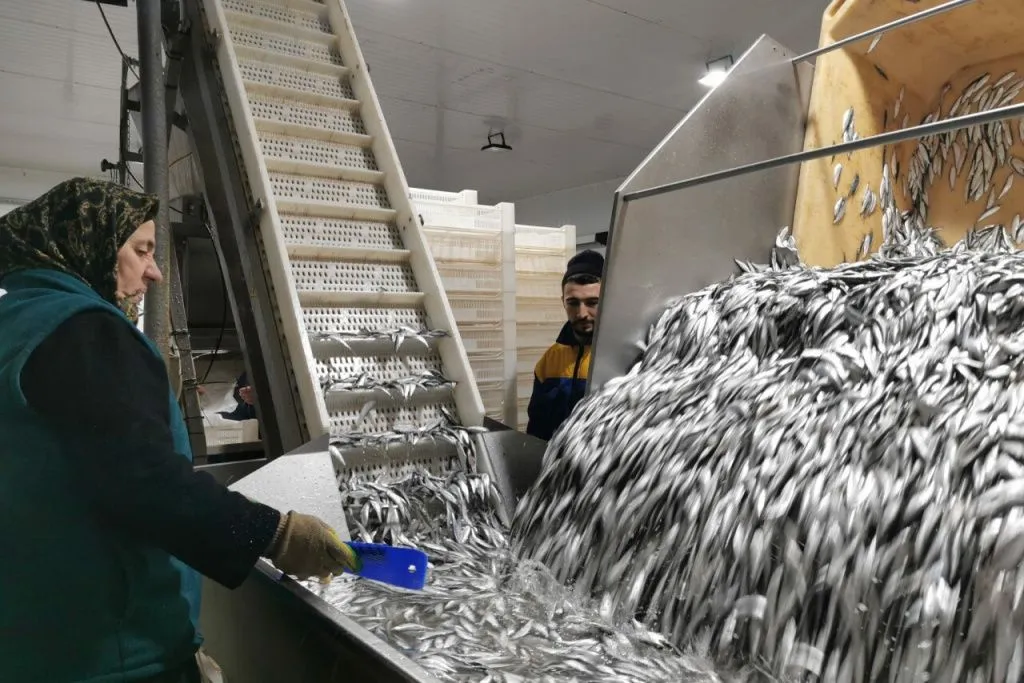 килька в Дагестане.jpg килька в Дагестане.jpg