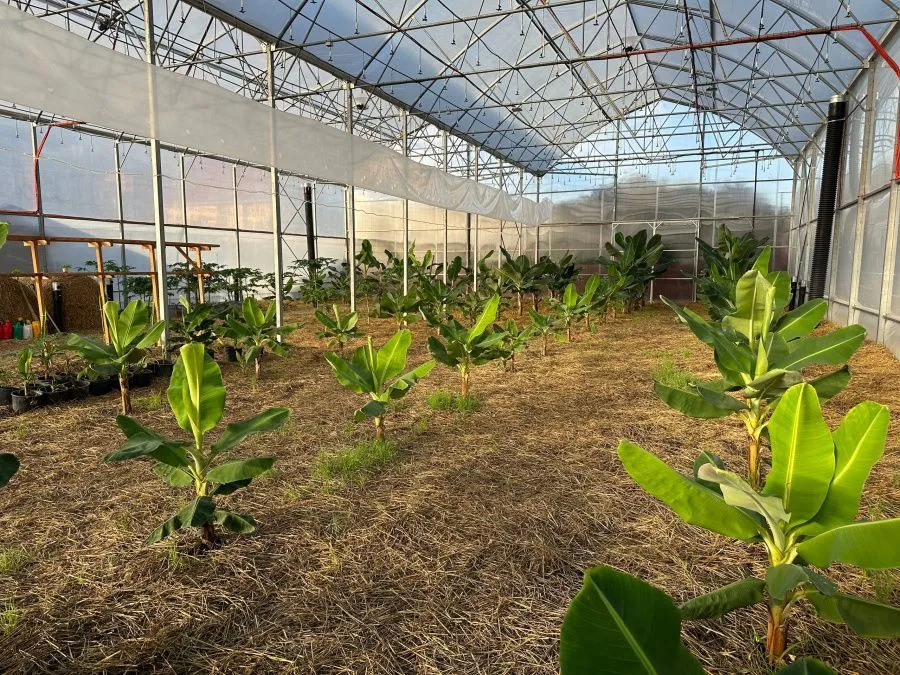 теплицы 100 гектар.jpg теплицы 100 гектар.jpg