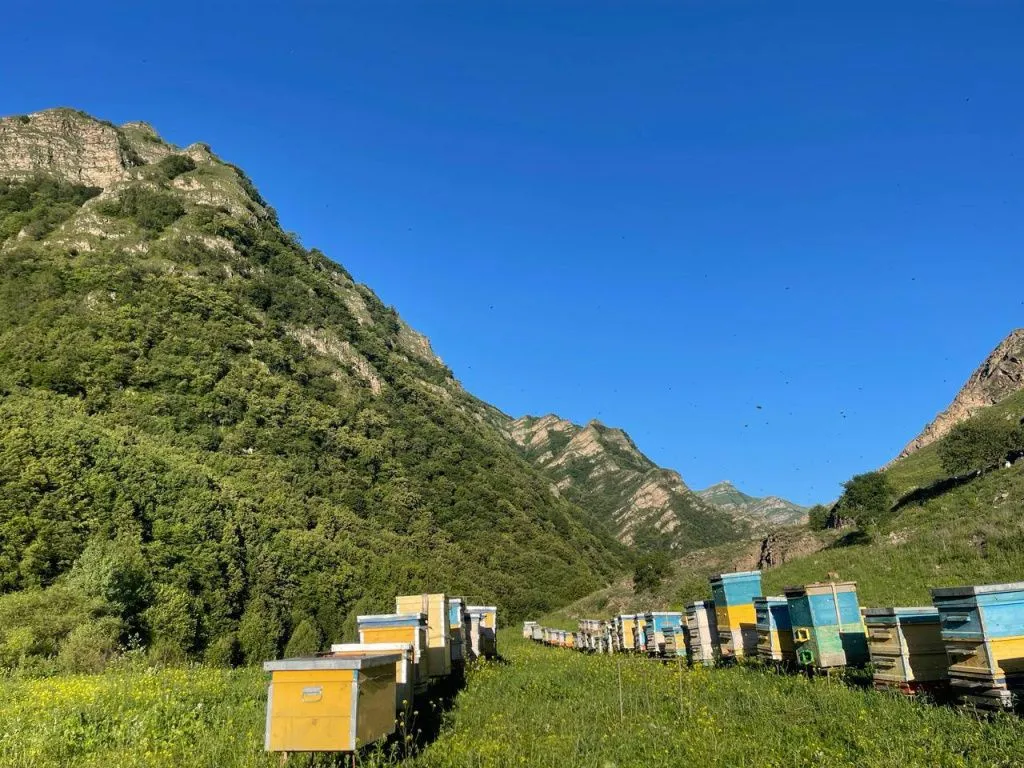 пасека дагестан2.jpg пасека дагестан2.jpg