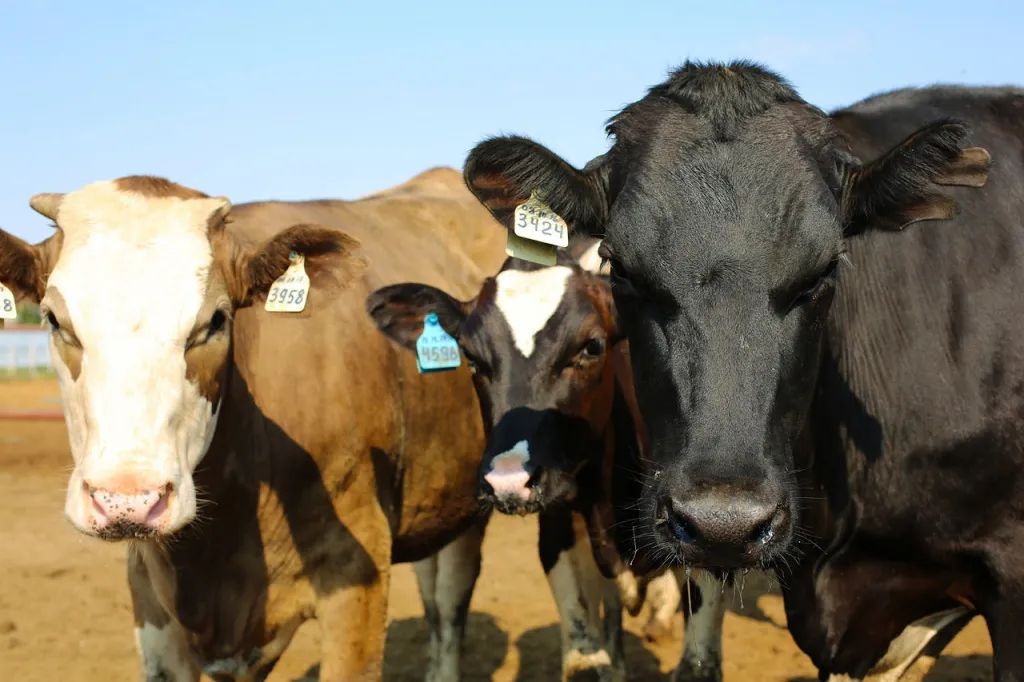 000111 Анна Касьяненко_поголовье .jpg 000111 Анна Касьяненко_поголовье .jpg