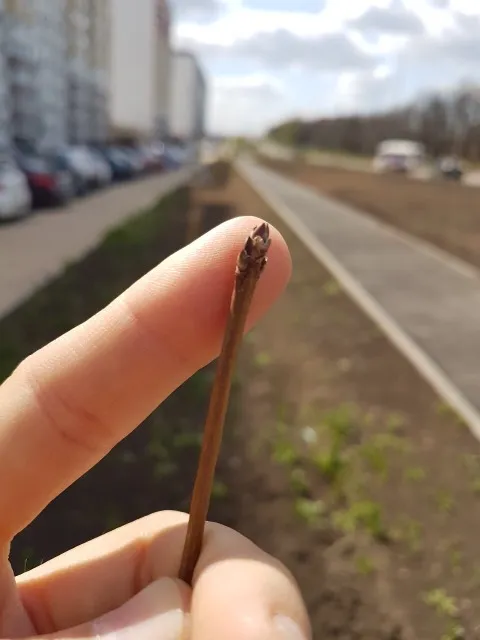 черенок в Суворовском .JPG