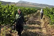 Вино Северного Кавказа накопило ресурсы для роста