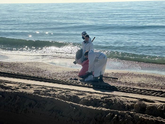 Обнаружено около 60 погибших дельфинов после разлива мазута в Керченском проливе