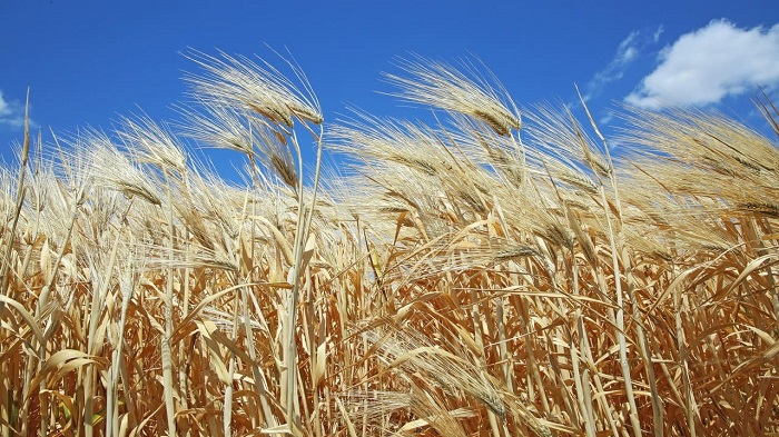 В Волгоградской области аграрии планируют собрать рекордный урожай зерна