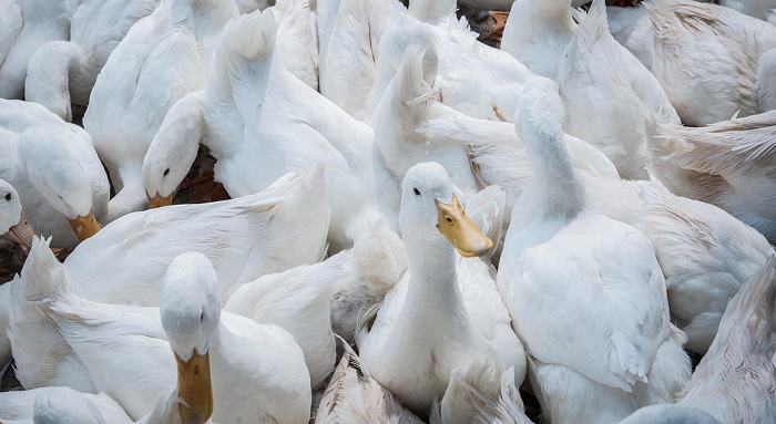 В 2022 году поголовье утки на площадках «Дамате» в Ростовской области достигнет 70 тыс. голов