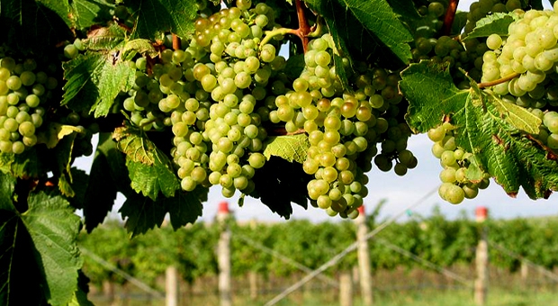 Краснодарские ученые вывели  устойчивые для  местного климата сорта винограда