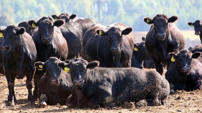 Не только зерно: ростовские власти хотят развивать фермерское животноводство