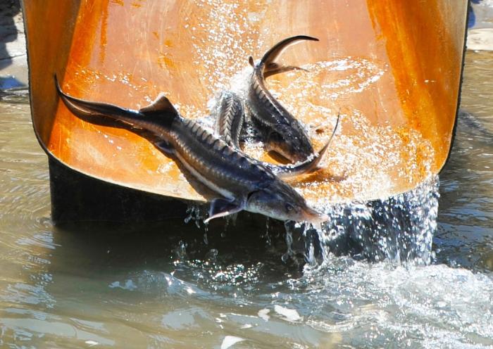 На Кубани в 2020 году произведено более 21 тыс. тонн товарной рыбы