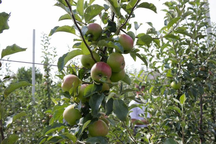Площадь яблоневых садов в Карачаево-Черкесии к 2030 году увеличат вдвое