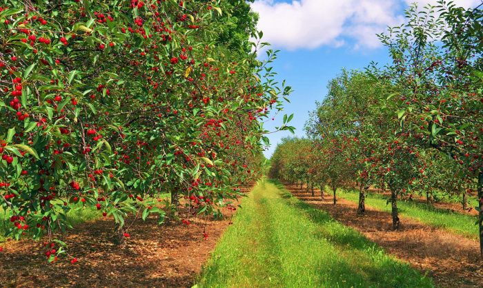 В Ингушетии к 2030 году вдвое увеличат площадь черешневых садов