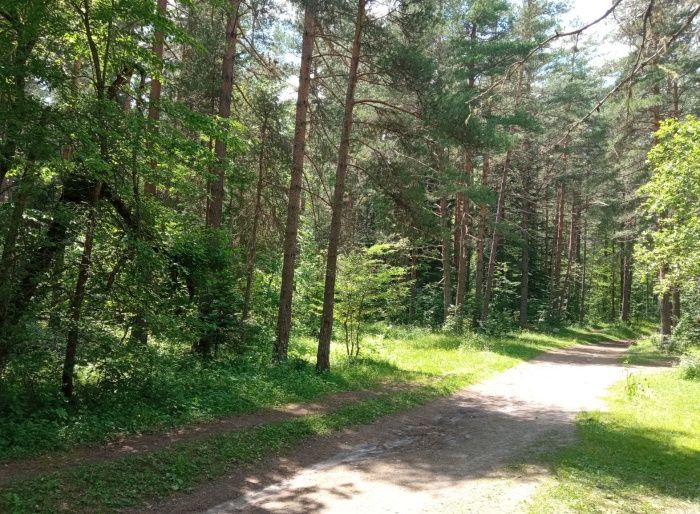 В Волгоградской области цифровая система мониторинга охватит 50% лесного фонда 