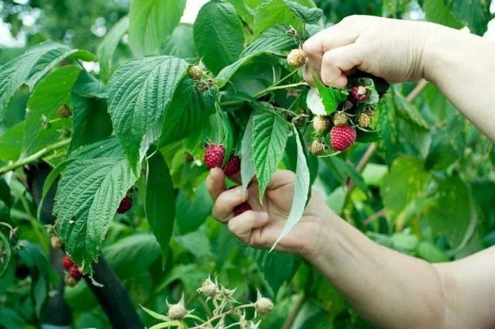 В Северском районе Кубани построят теплицы для выращивания ягод за 1,4 млрд рублей