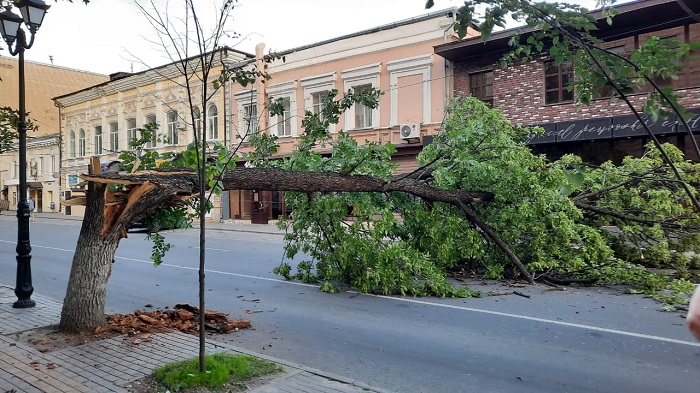 В Ростове на улице Московской упало дерево