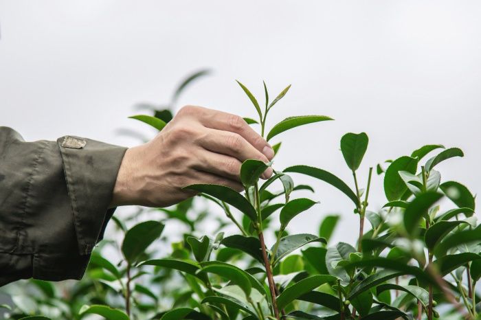 Сочинских производителей чая обязали вернуть государству более 100 гектаров земли