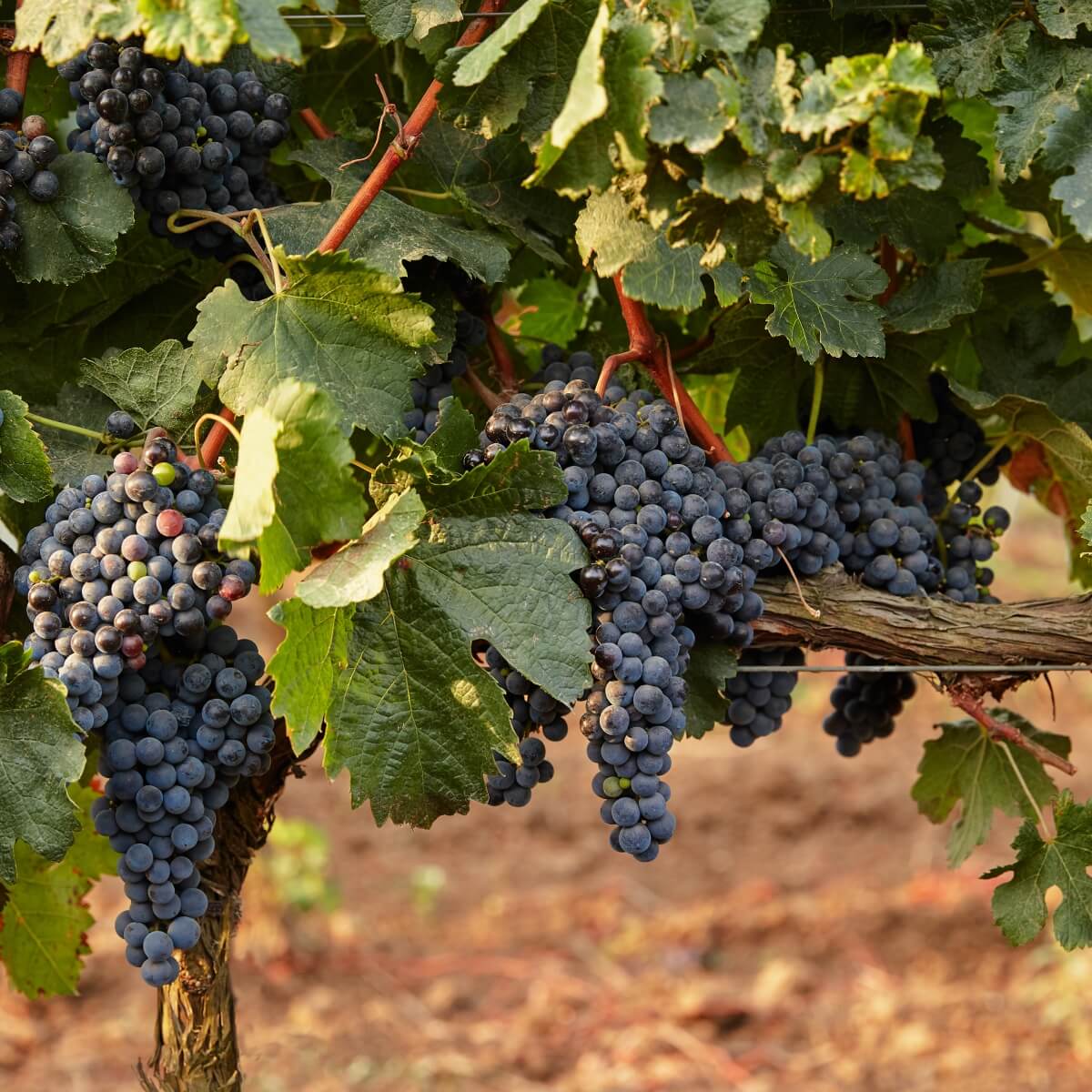 Beluga Group подольет вина: компания вложит 1 млрд рублей в виноградники на Кубани