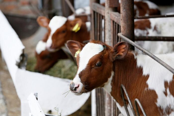 Ростовская область экспортировала с начала года вдвое больше мяса и молока