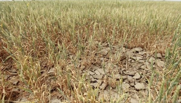 В Волгоградской области 11 районов пострадали из-за засухи