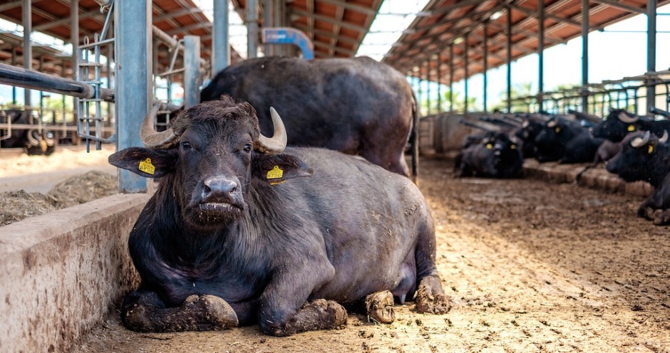 На Ставрополье создают первую в России буйволиную ферму