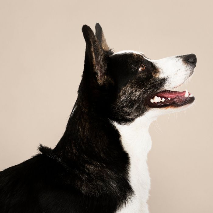 Попустительство и безразличие: что привело к массовой гибели животных в приюте в Ростовской области