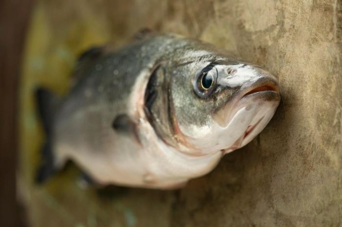 В Ингушетии от неочищенных стоков в реке Сунже произошел массовый мор рыбы
