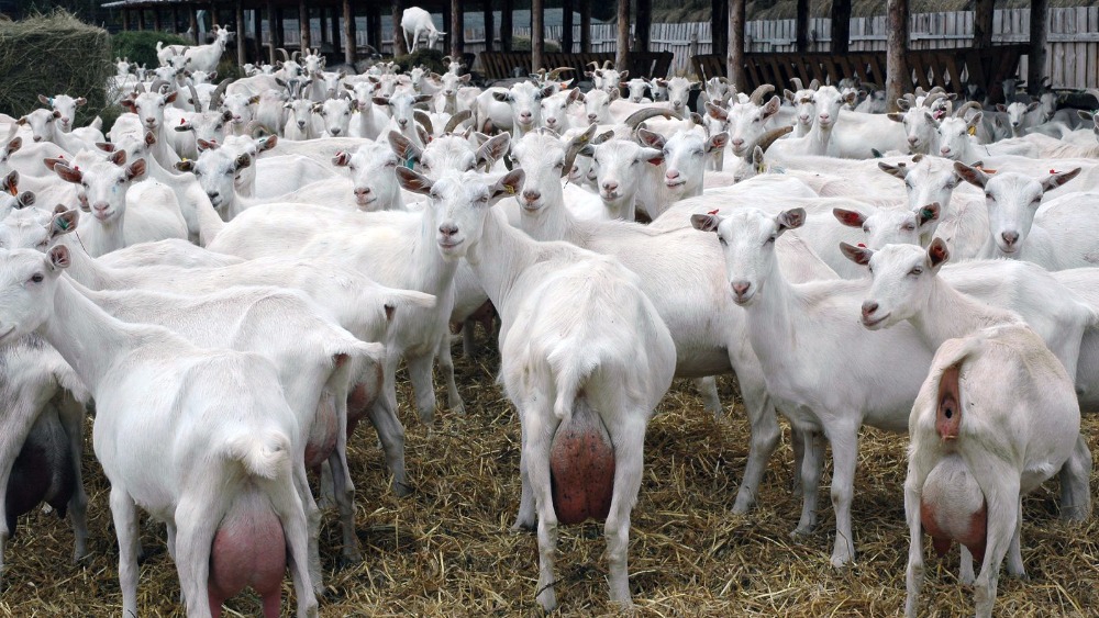 На Ставрополье инвестор вложил полмиллиарда в голландских коз