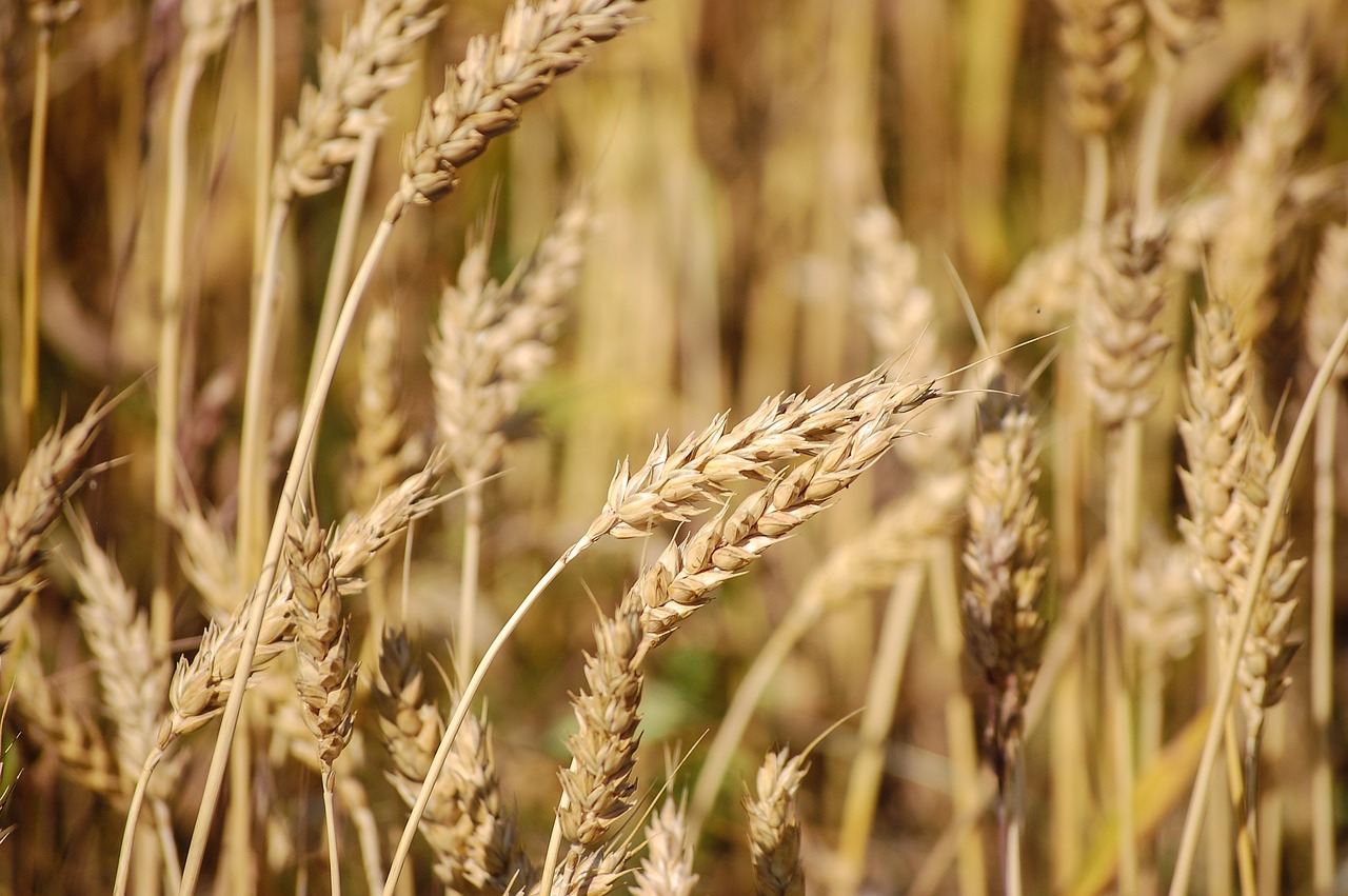 На юге России снова ожидается высокий урожай зерновых