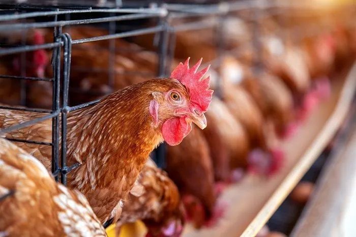 На Ставрополье в 2024 году откроют комплекс по переработке мяса птицы за 240 млн рублей