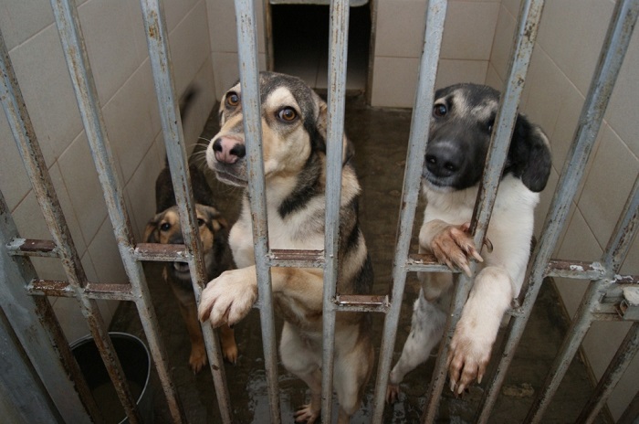 В Краснодаре муниципальный приют для бездомных собак оценили в 134 млн рублей
