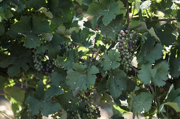 Кубань в 2021 году увеличила экспорт винной продукции и шампанского на 33%