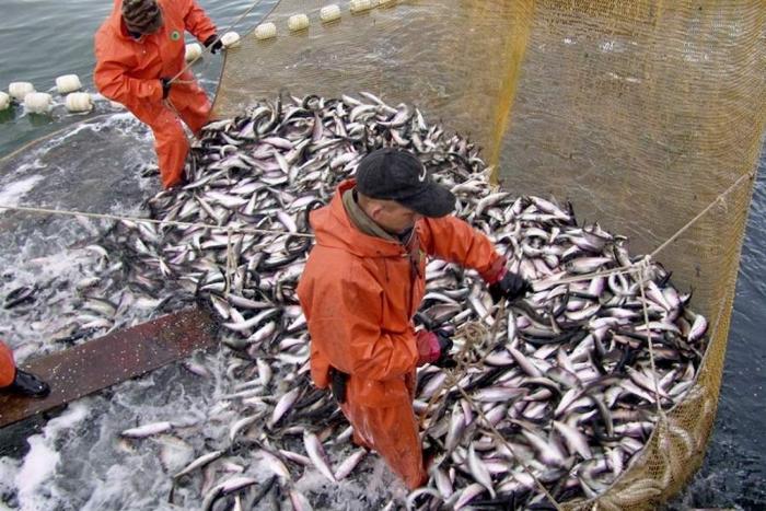  В Дагестане выловили рекордные более 20 тыс. тонн рыбы