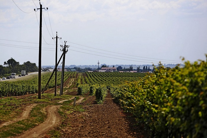 В Краснодарском крае в 2022 году планируется собрать 210 тыс. тонн винограда