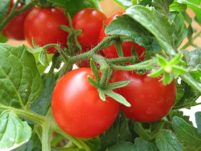Агрофирма из Кабардино-Балкарии намерена привлечь 2,3 млрд рублей в производство томатной пасты
